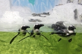 Explore brand-new experiences at Vinpearl Aquarium,Hanoi