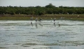 Xuan Thuy National Park, the first Ramsar Site in Vietnam