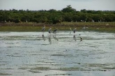 Xuan Thuy National Park, the first Ramsar Site in Vietnam